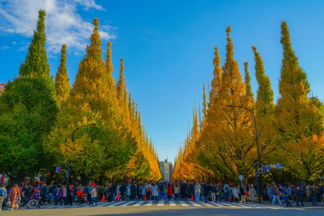 イチョウ並木4.jpg (274 KB)